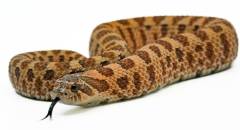 Baby Sable Western Hognose Snakes