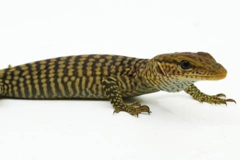 Baby Black Headed Monitors