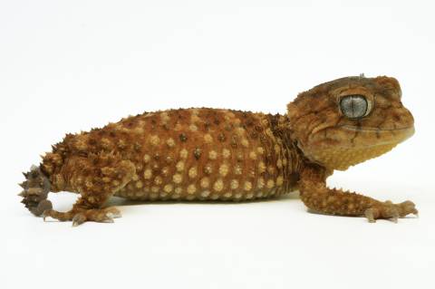 Female Rough Knob Tailed Geckos Amyae