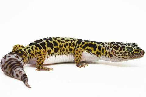 Adult Female West Indian Leopard Geckos