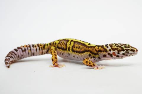 Sub Adult Bold Stripe Bell Sunglow Leopard Geckos
