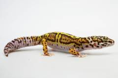 Sub Adult Bold Stripe Bell Sunglow Leopard Geckos