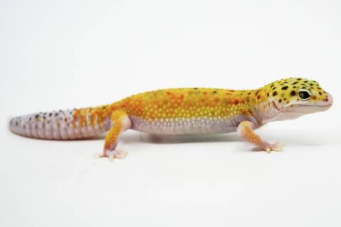 Sub Adult Sunburst Eclipse Leopard Geckos