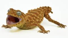 Male Rough Knob Tailed Geckos Amyae