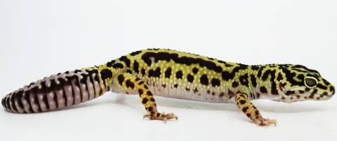 Adult Female Bold Stripe Leopard Geckos