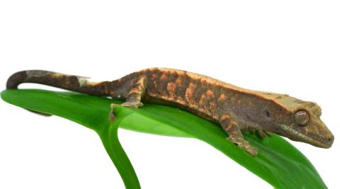 Baby Cappuccino Crested Geckos