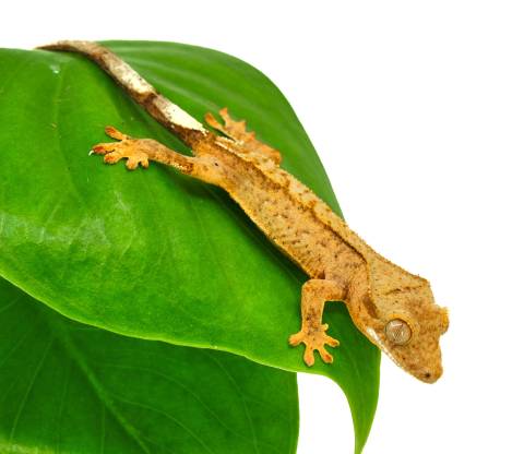 Baby Phantom Partial Pinstripe Crested Geckos