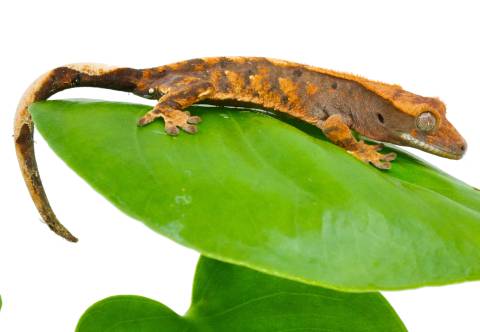 Baby Extreme Harlequin Crested Geckos