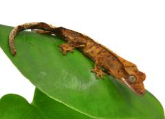 Baby Flame Crested Geckos