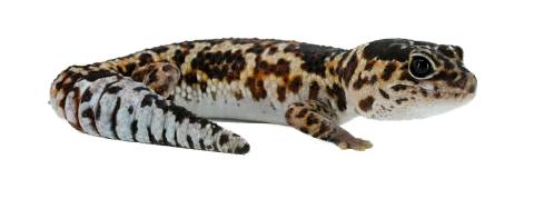 Sub Adult Whiteout Aberrant African Fat Tailed Geckos