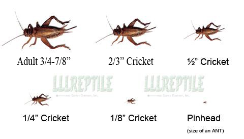 2000 Crickets