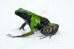 Guibe's Mantellas (Green & Black)