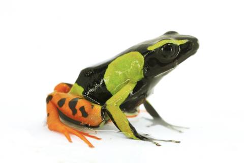 Baron's Painted Mantellas