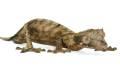 Spearpoint Leaf Tailed Geckos