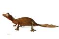 Satanic Leaf Tailed Geckos