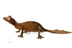 Satanic Leaf Tailed Geckos