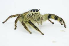 Diardi Heavy Jumping Spiders
