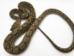 Baby Dwarf Jampea Reticulated Pythons