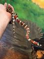 Adult Male Arizona Mountain Kingsnake