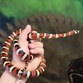 Adult Male Arizona Mountain Kingsnake