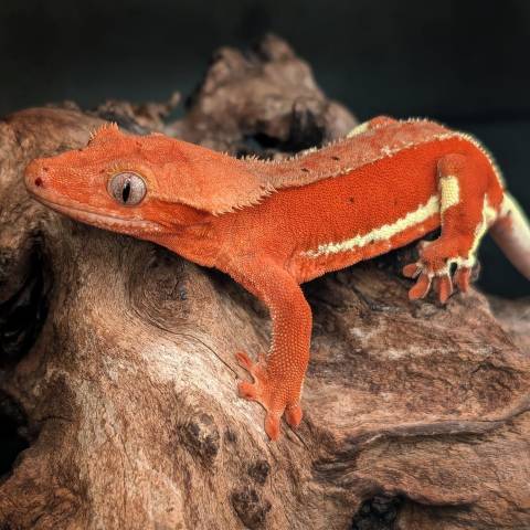 Adult Super Red Phantom Crested Gecko