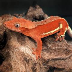 Adult Super Red Phantom Crested Gecko