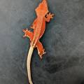 Adult Super Red Phantom Crested Gecko