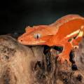 Adult Super Red Phantom Crested Gecko