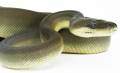 Small Olive Pythons
