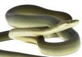 Small Olive Pythons