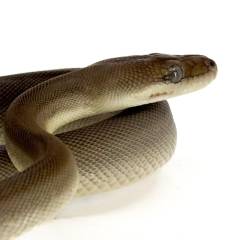 Female Olive Python 1