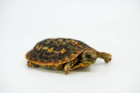 Baby Pancake Tortoises