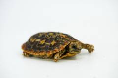 Baby Pancake Tortoises