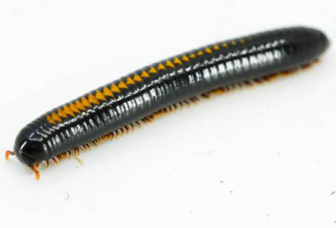 Yellow Avatar Millipedes