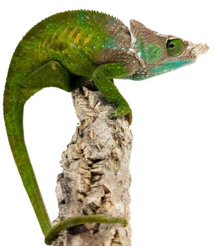 O'Shaughnessy's Chameleons