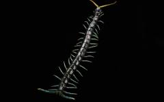 Borneo Blue Centipedes