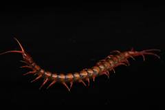 Indonesian Cherry Head Centipedes