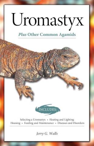 Uromastyx