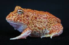 Baby Coral Blaze Pacman Frogs