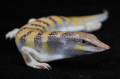 Egyptian Sandfish