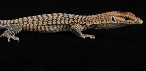 Baby Black Headed Monitors