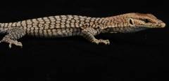 Baby Black Headed Monitors