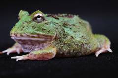 Baby Matcha Pacman Frogs