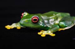 Ankafana Bright-eyed Frogs