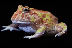 Baby Apricot Pacman Frogs
