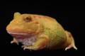 Baby Pikachu Pacman Frogs