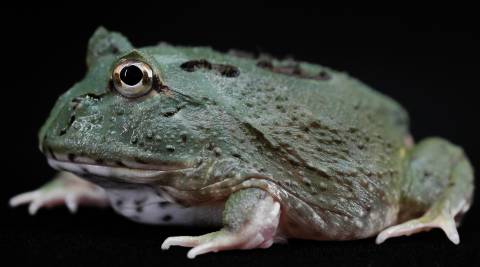 Baby Samurai Blue Pacman Frogs