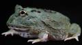 Baby Samurai Blue Pacman Frogs