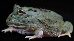 Baby Samurai Blue Pacman Frogs
