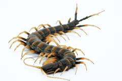 Piece of Lava Centipedes